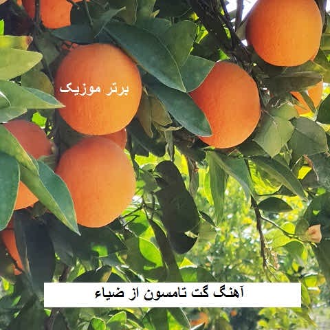 دانلود آهنگ گت تامسون از ضیاء