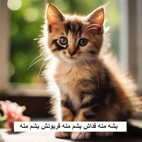 دانلود آهنگ بشه منه فداش بشم منه قربونش بشم منه بچه خودمه