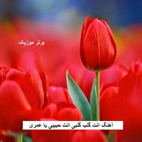 دانلود آهنگ انت گلب گلبی انت حبیبی یا عمری