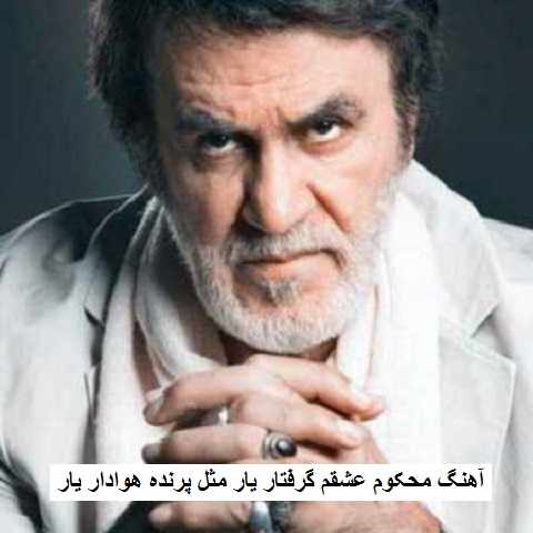 دانلود آهنگ محکوم عشقم گرفتار یار مثل پرنده هوادار یار حبیب