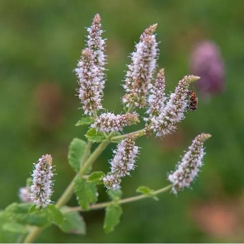 دانلود ریمیکس من به یاد عطر بارون زده ی گلای پونه