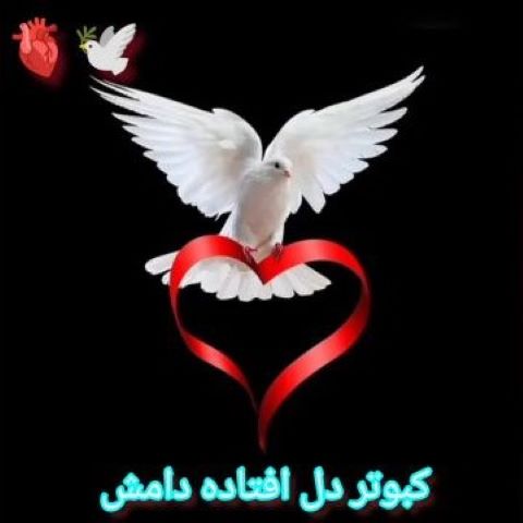 دانلود آهنگ کبوتر دل افتاده دامش ای کاش بدانه چنی میخوامش