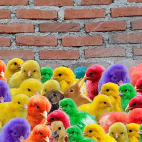 دانلود آهنگ ترکی آی منیم جوجه لریم