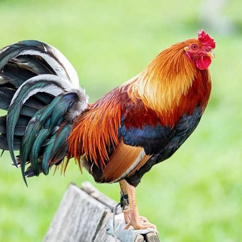دانلود آهنگ من یه خروس خوشتیپ دنبال مرغم دانلود آهنگ من یه خروس خوشتیپ دنبال مرغم