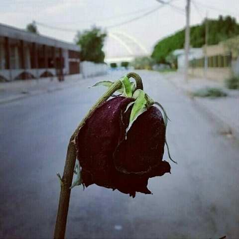 دانلود آهنگ گلم را میبرن چاره ندارم